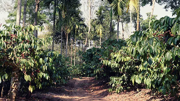 Wayanad — the Spice Capital of Kerala